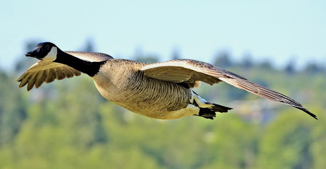 Wild Birds Of Colorado