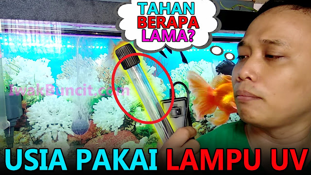 Seberapa Lama Usia Pakai Lampu UV Aquarium Ikan Hias dan Berapa Lama Nyala Pemakainnya?