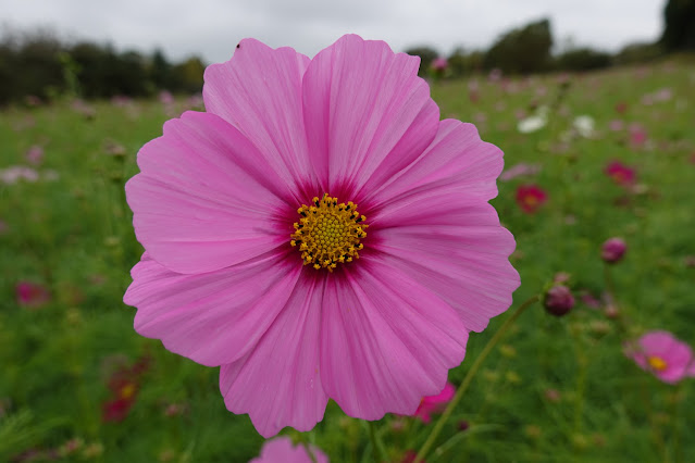 鳥取県西伯郡南部町鶴田　とっとり花回廊　秘密の花園