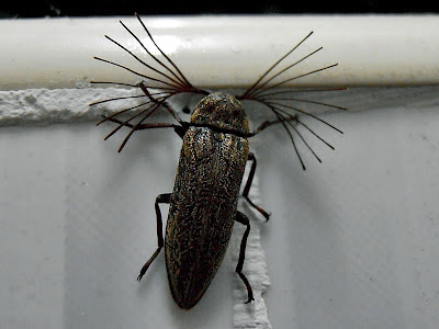 insect, anobiidae, antenna, bug, feeler, pectinate