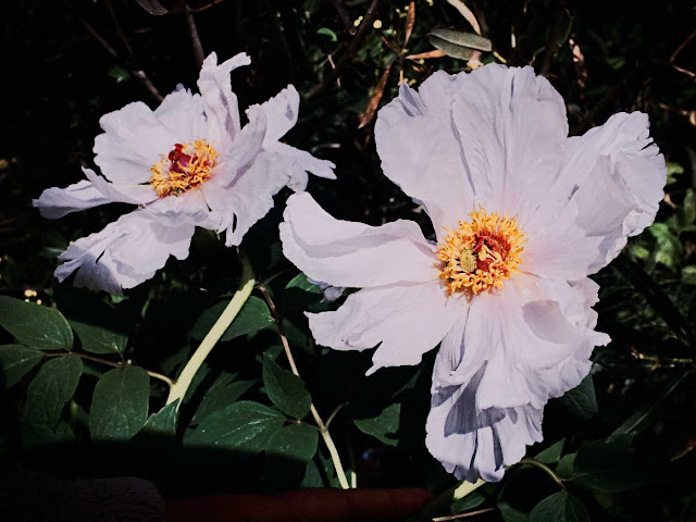 Flores de peonia