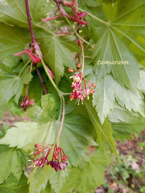 Клён ложнозибольдов (Acer pseudosieboldianum)