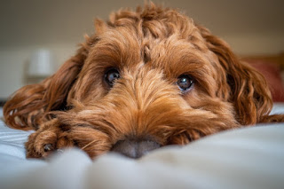 Cockapoo dog breed