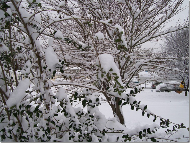 Snow 076