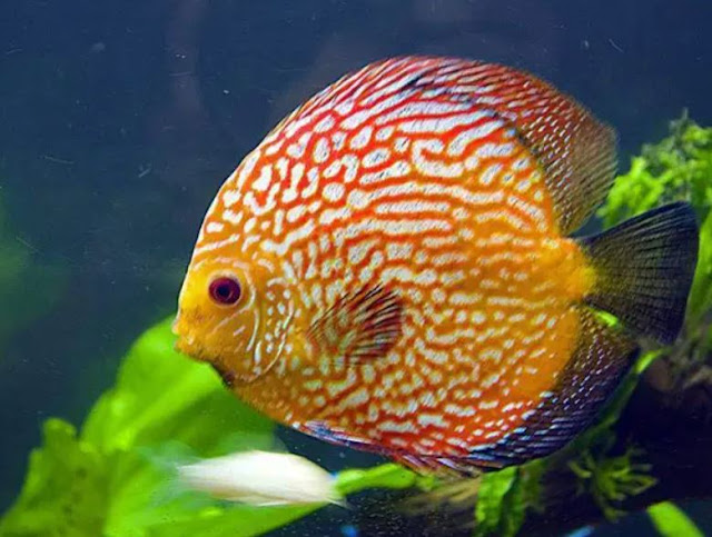 Ikan Discus Red Ribbon