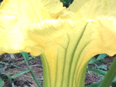 √70以上 かぼちゃ 花 虫 323080