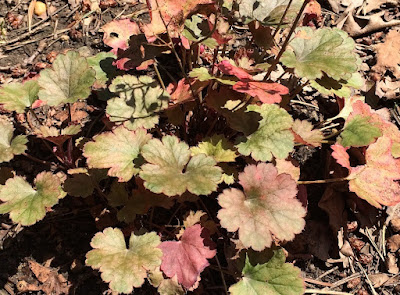 Heuchera Petite Pearl Fairy - Petite Pearl Fairy Coral Bells care