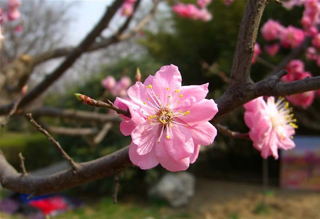 Plum Flowers