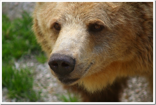 bear3