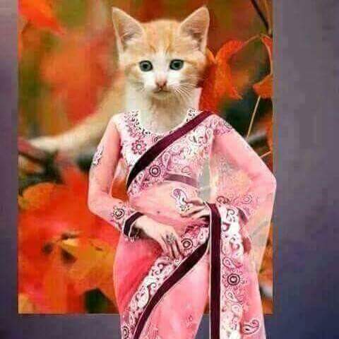 cat in sarhi looking cute