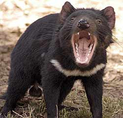 tasmanian_devil