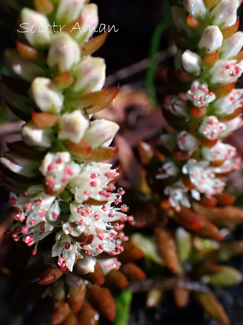 Orostachys japonica