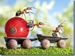 fantasy-world-of-ants9