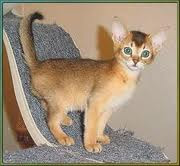 Abyssinian Kittens