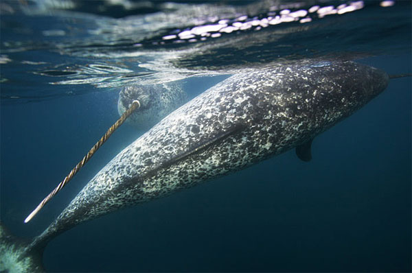 ikan paus bertanduk narwhal