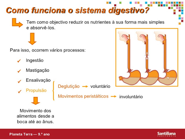 COMO FUNCIONA O SISTEMA DIGESTIVO