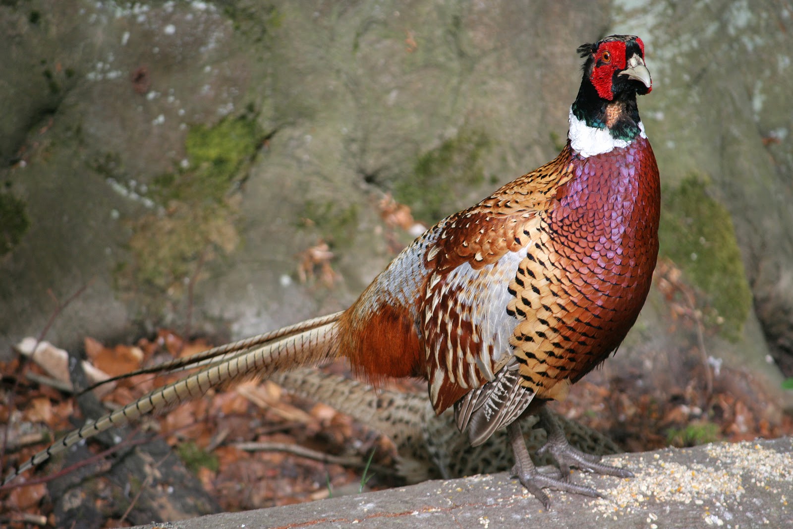 Ring-necked Pheasant (Phasianus colchicus) Male Pheasant in full ...