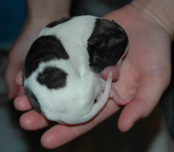 Whippet Puppies on Whippet Puppies Pictures   Puppies Pictures Online