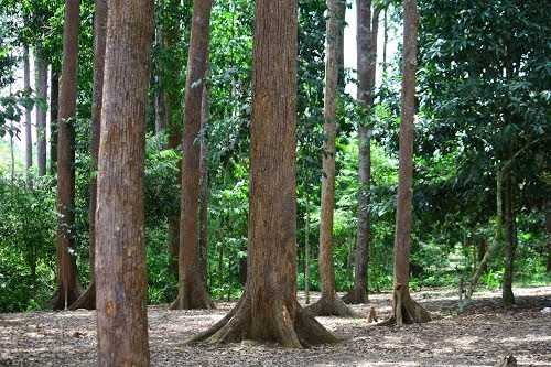 Hutan Kota Langsa Miniaturnya Kebun Raya Bogor