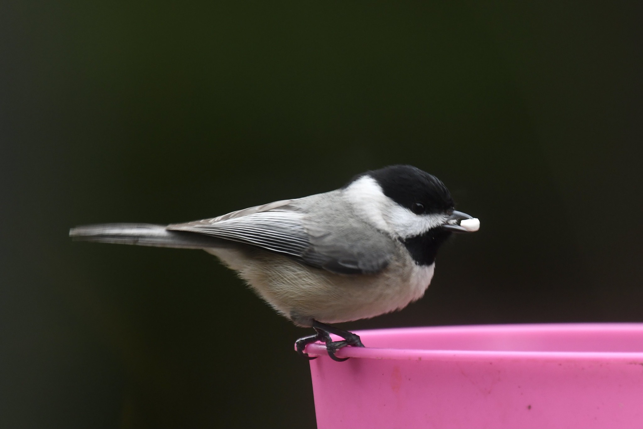 How to Attract Carolina Chickadees to Your Feeder