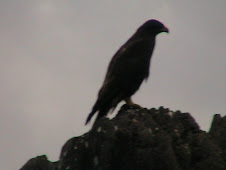 Galapagos Hawk