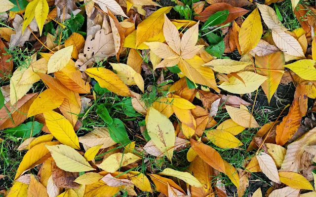 Foto geel oranje herfstbladeren op de grond