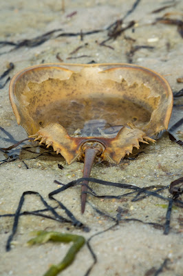 Horseshoe Crab Shell, Monomoy National Wildlife Refuge