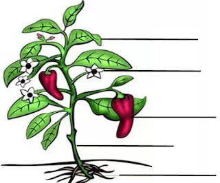 atividade sobre o ciclo de vida das plantas 2 ano