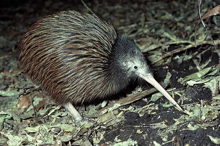 Fakta Unik Burung  Kiwi  Selandia Baru Yang Tidak Bisa 
