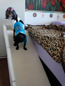 rampas para cães cegos