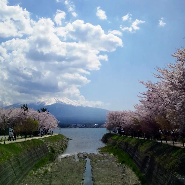 河口湖　桜　富士山