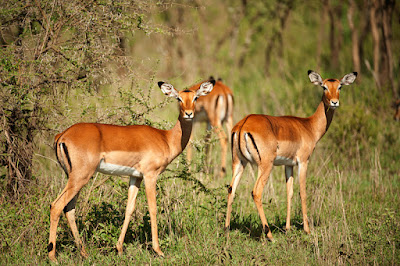 Impala  Antelope Uganda , Kampala , Lake mburo National Park