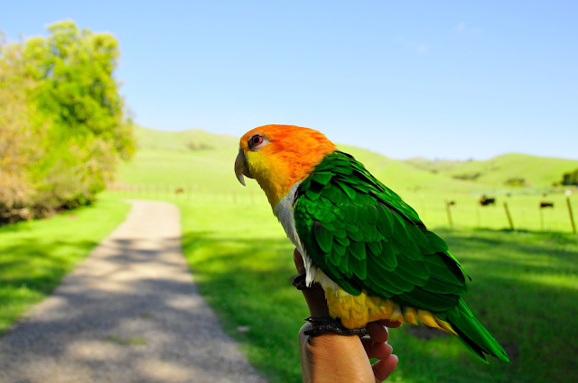 Beautiful Parrot Hd Wallpapers