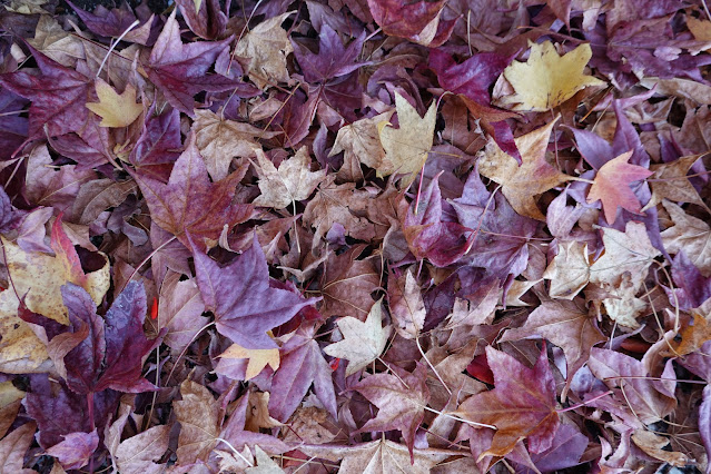 鳥取県西伯郡南部町鶴田　とっとり花回廊　紅葉の美