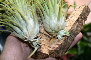 ionantha stricta