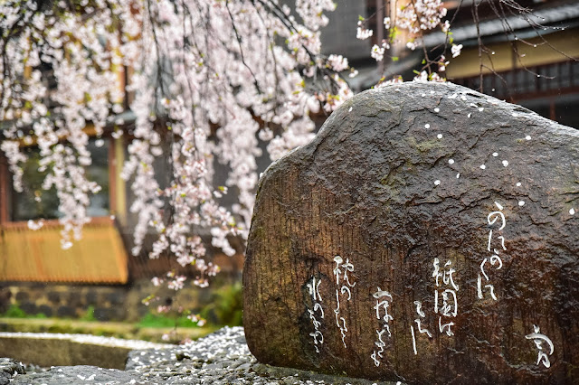 京都 祇園白川 櫻花 藝伎 和服 町家 燈籠 春天 雨