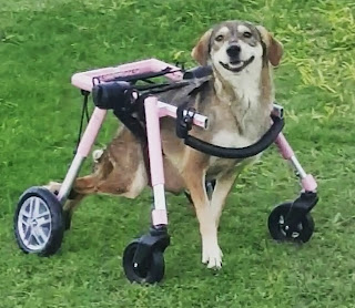 Indy, una cachorra discapacitada rescatada que ama su nueva vida en silla de ruedas