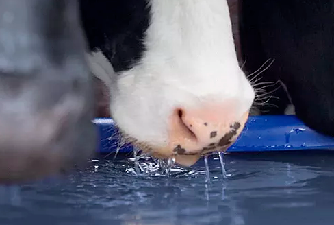 Muy Importante, dotar a las vacas de suficiente agua limpia en cantidad y calidad, mantener el pH adecuado del agua es crucial para garantizar la salud y el bienestar del ganado lechero, la calidad de la leche producida y la eficiencia de los procesos de limpieza y alimentación. Los ganaderos y productores de leche deben monitorear regularmente el pH del agua y tomar las medidas necesarias para mantenerlo dentro de los rangos óptimos.
