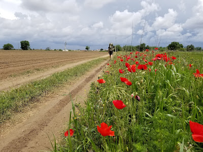 Spring on the Camino de Santiago Portugal.