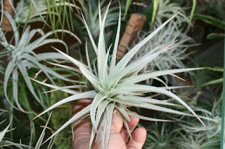 tillandsia jucunda