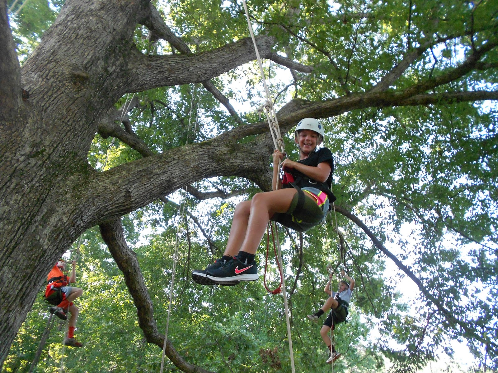 Piedmont Tree Climbing (PTC): Public Tree Climbs