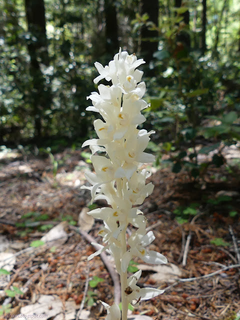 stark white orchids with stark white leaves and yellow throats