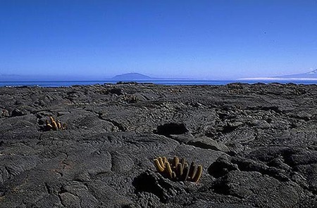 The Galapagos Islands