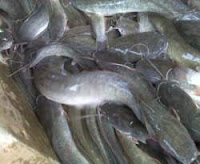 Catfish Fish Health Benefits for Body