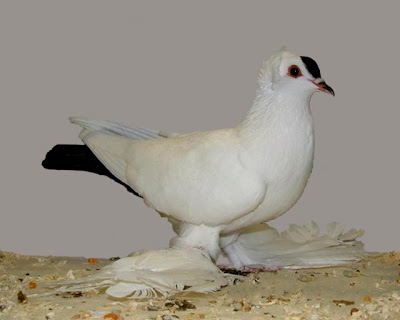 Saxon Spot Pigeon