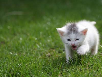 pictures of cats playing. cat playing outdoor, cute