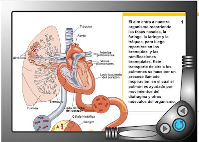 http://www.ceiploreto.es/sugerencias/icarito/respiracion.swf