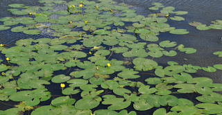 population water lillies