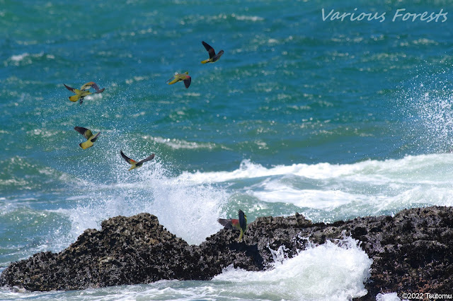 Green pigeons at Rocky Shore