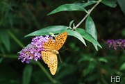 Sommerflieder mit Kaisermantel © H. Brune